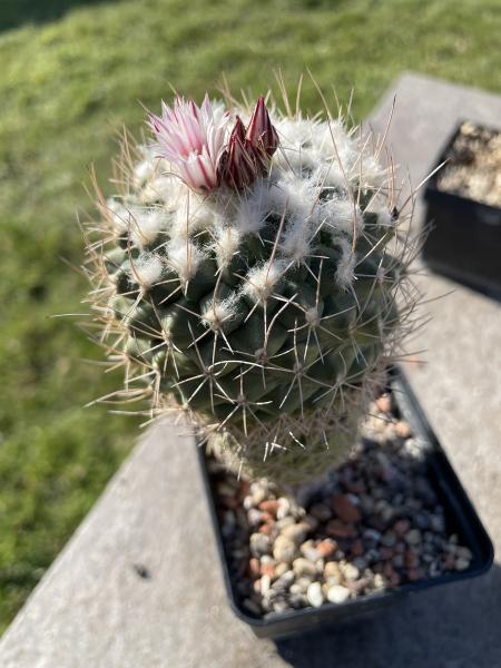 Turbinicarpus hoferi